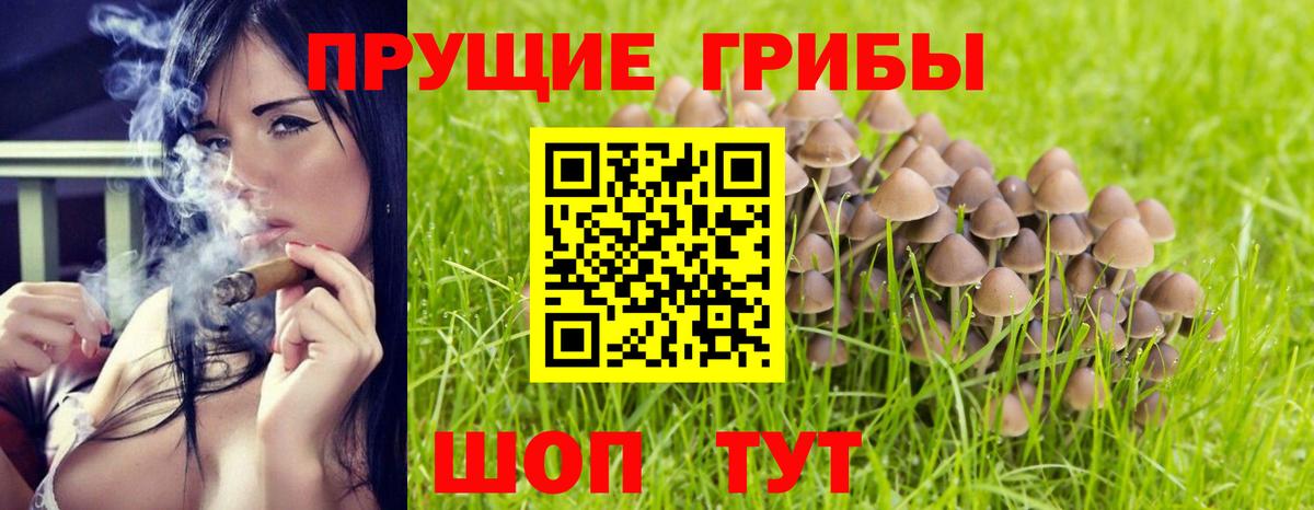 Карачаевск  Галлюциногенные грибы GOLDEN TEACHER  где найти   Вход с VPN 